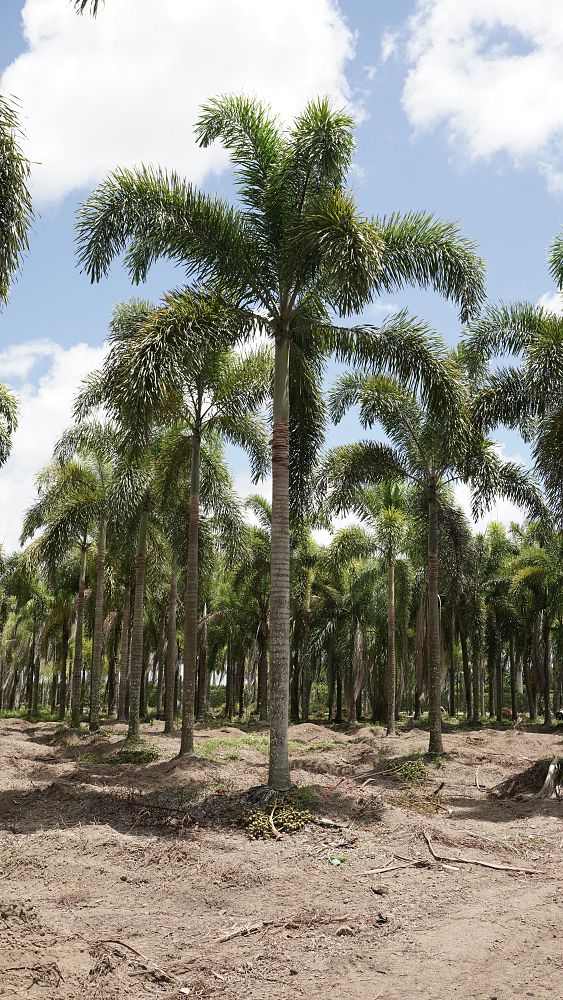 wodyetia-bifurcata-foxtail-palm
