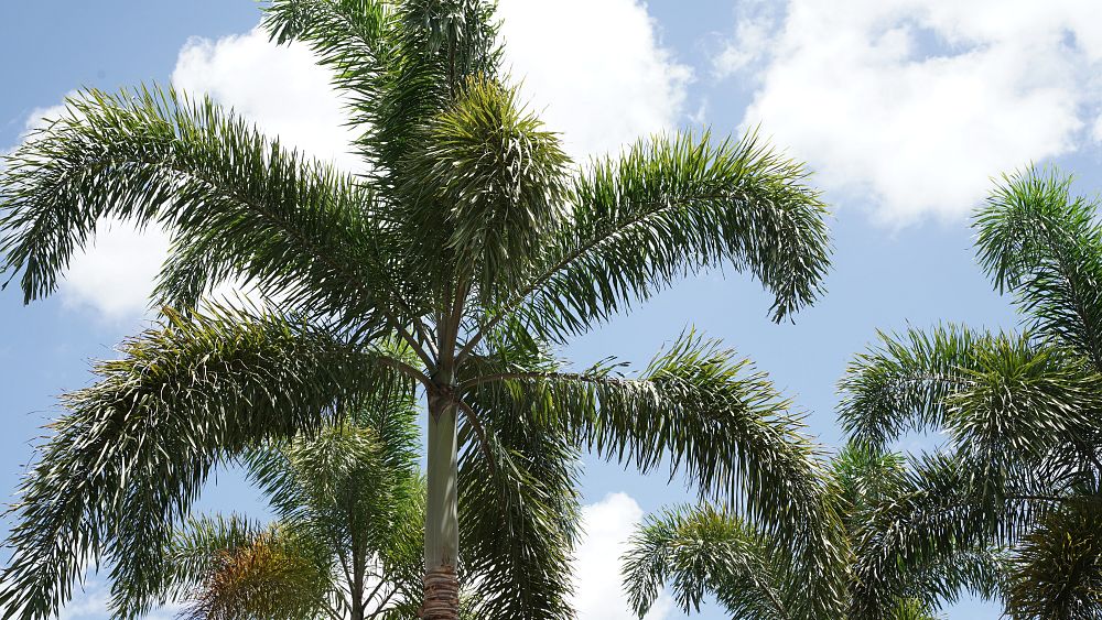 wodyetia-bifurcata-foxtail-palm