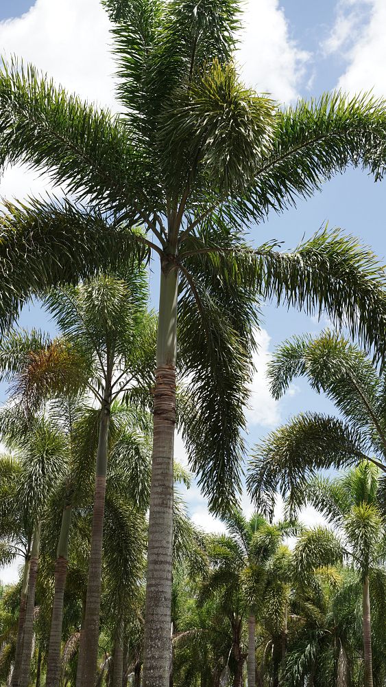 wodyetia-bifurcata-foxtail-palm