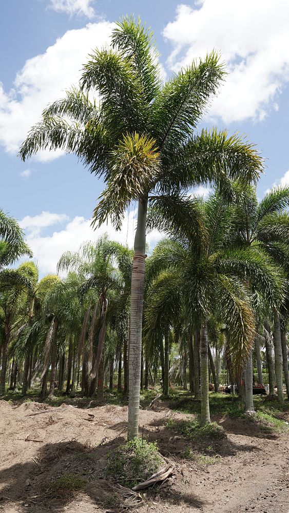 wodyetia-bifurcata-foxtail-palm