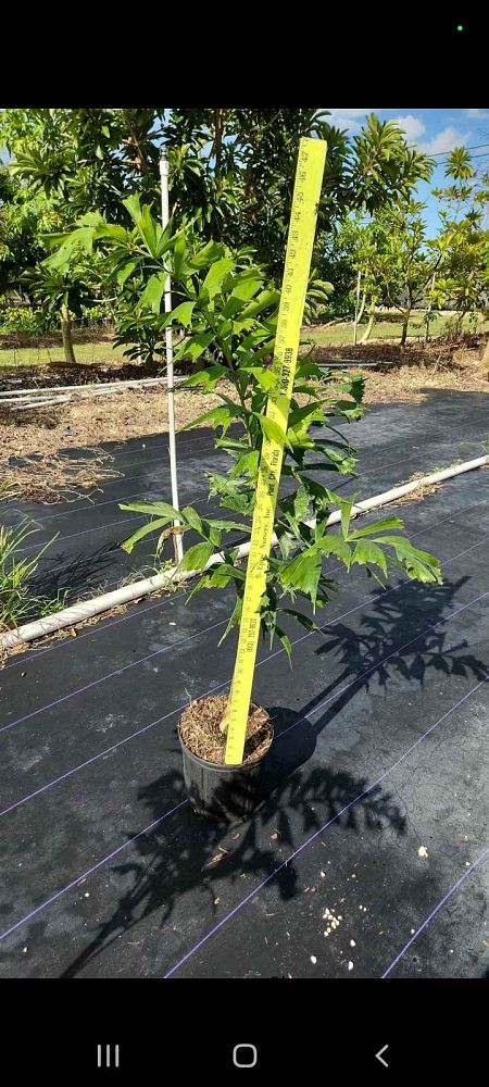 wodyetia-bifurcata-foxtail-palm