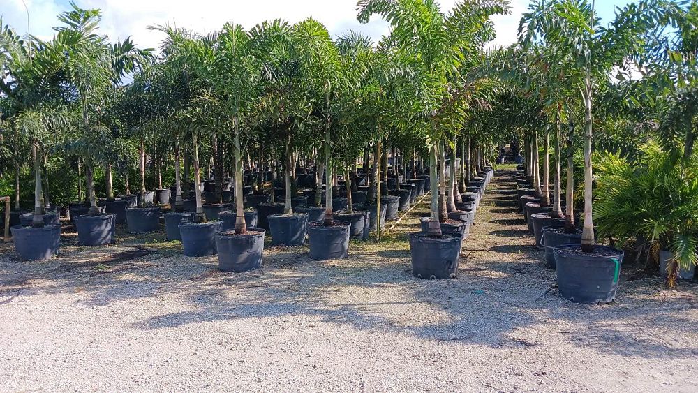 wodyetia-bifurcata-foxtail-palm