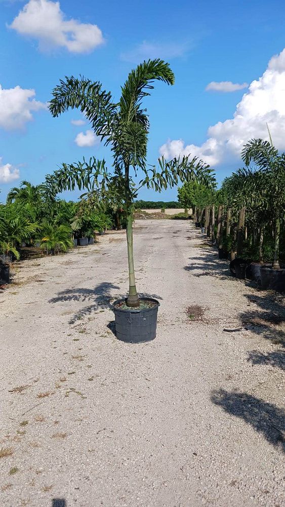 wodyetia-bifurcata-foxtail-palm