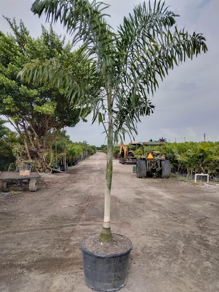 wodyetia-bifurcata-foxtail-palm