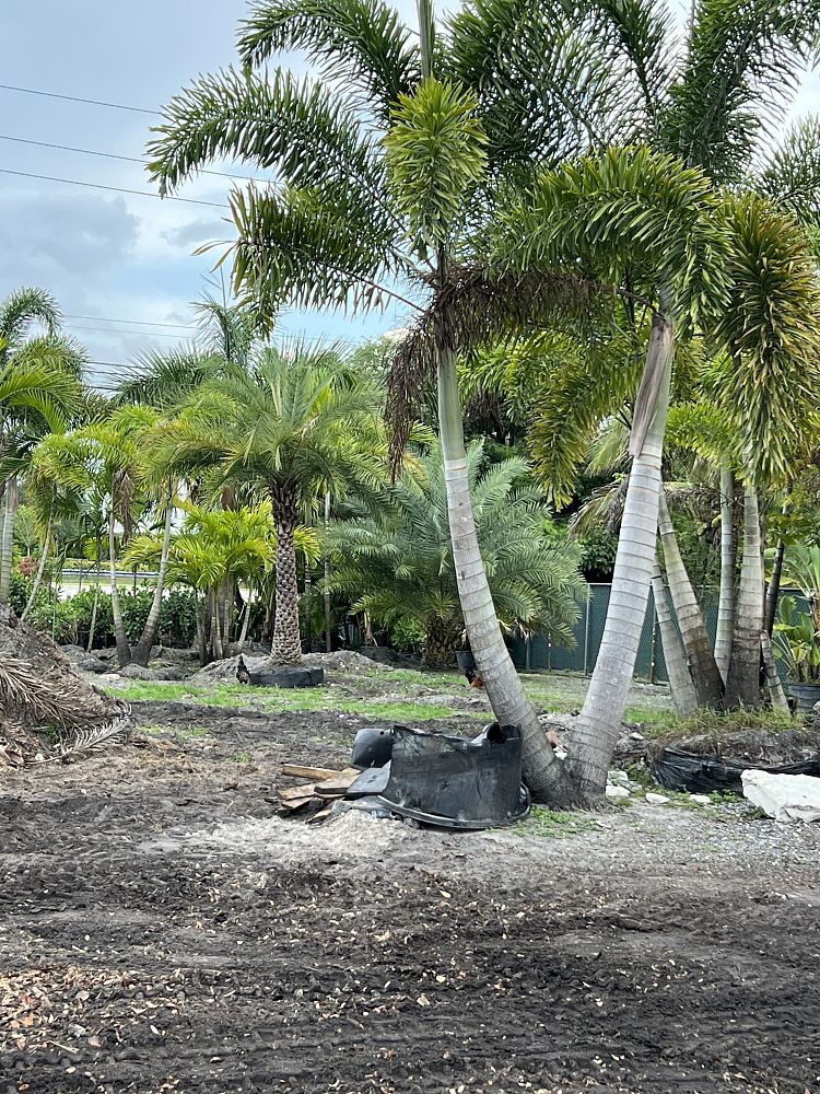 wodyetia-bifurcata-foxtail-palm