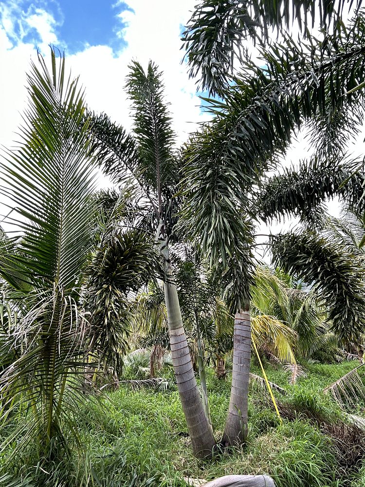 wodyetia-bifurcata-foxtail-palm