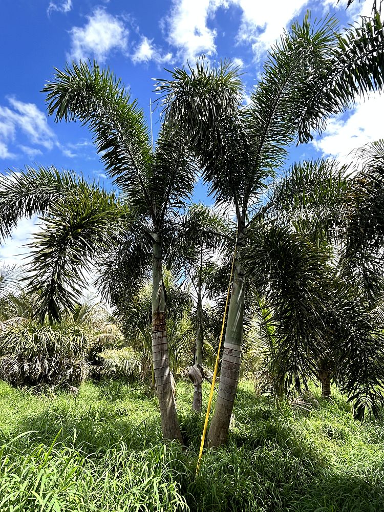 wodyetia-bifurcata-foxtail-palm
