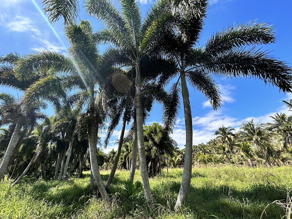 wodyetia-bifurcata-foxtail-palm