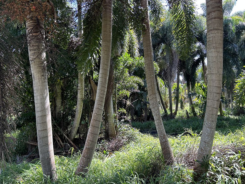 wodyetia-bifurcata-foxtail-palm