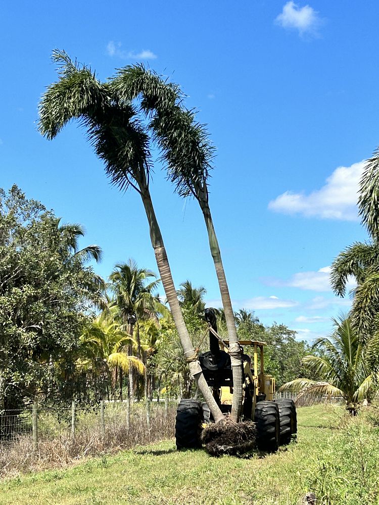 wodyetia-bifurcata-foxtail-palm
