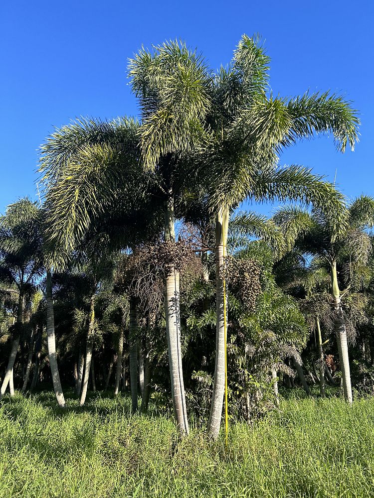 wodyetia-bifurcata-foxtail-palm