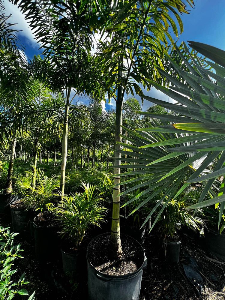 wodyetia-bifurcata-foxtail-palm