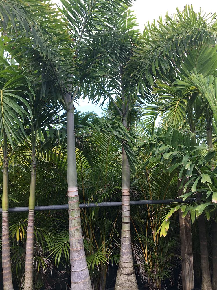 wodyetia-bifurcata-foxtail-palm
