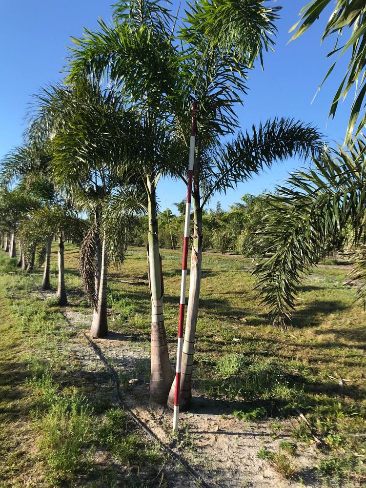 wodyetia-bifurcata-foxtail-palm