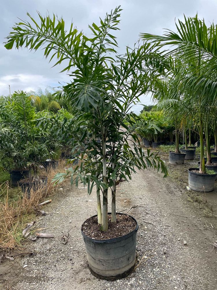 wodyetia-bifurcata-foxtail-palm
