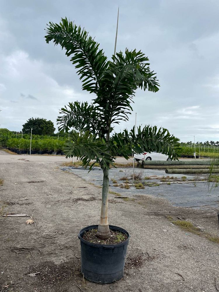 wodyetia-bifurcata-foxtail-palm
