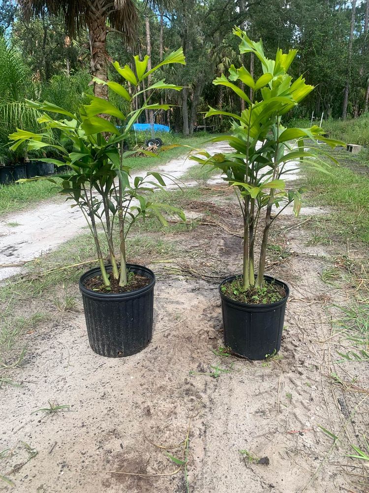 wodyetia-bifurcata-foxtail-palm