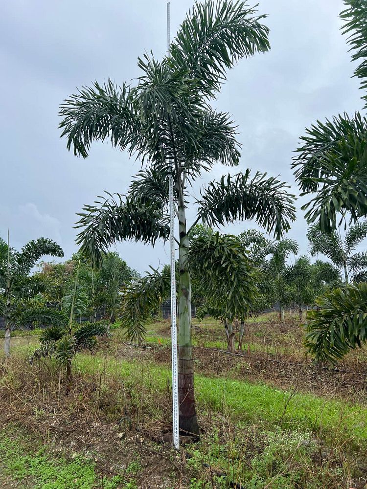 wodyetia-bifurcata-foxtail-palm