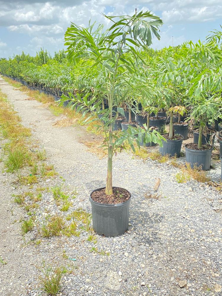 wodyetia-bifurcata-foxtail-palm