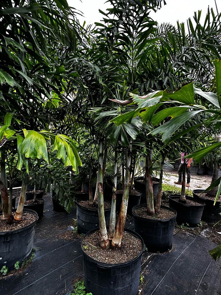 wodyetia-bifurcata-foxtail-palm