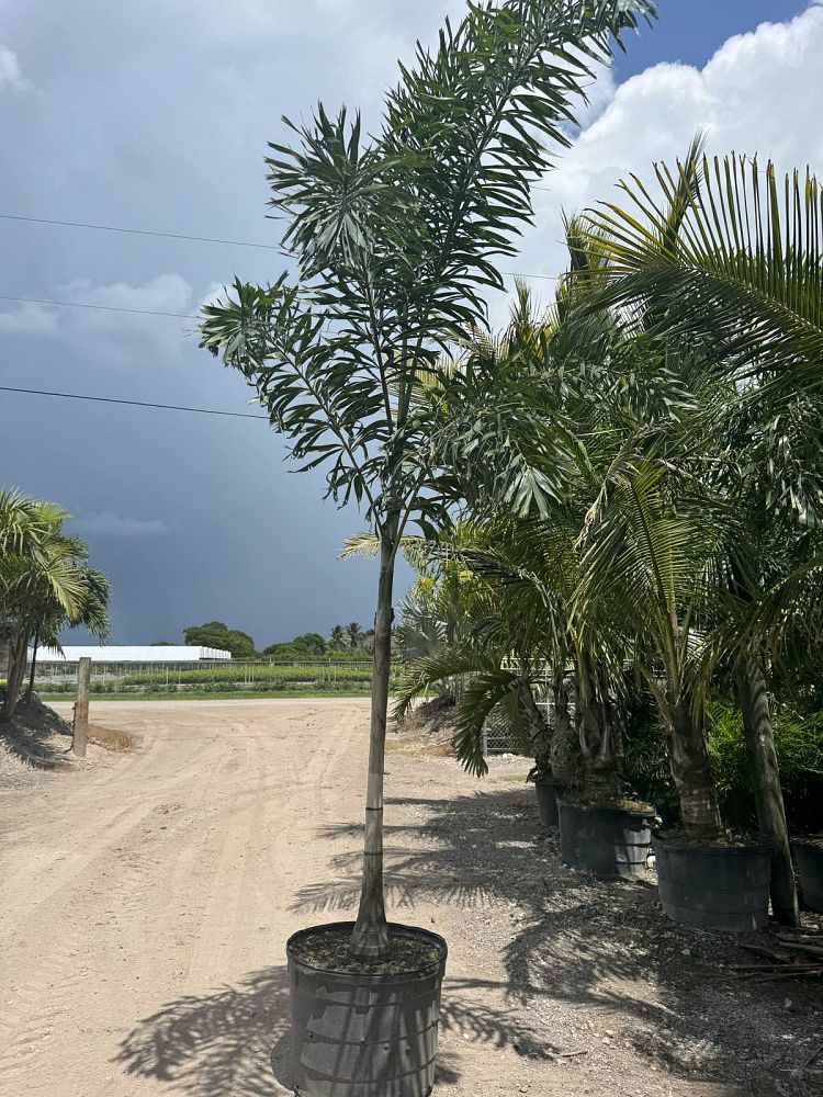 wodyetia-bifurcata-foxtail-palm