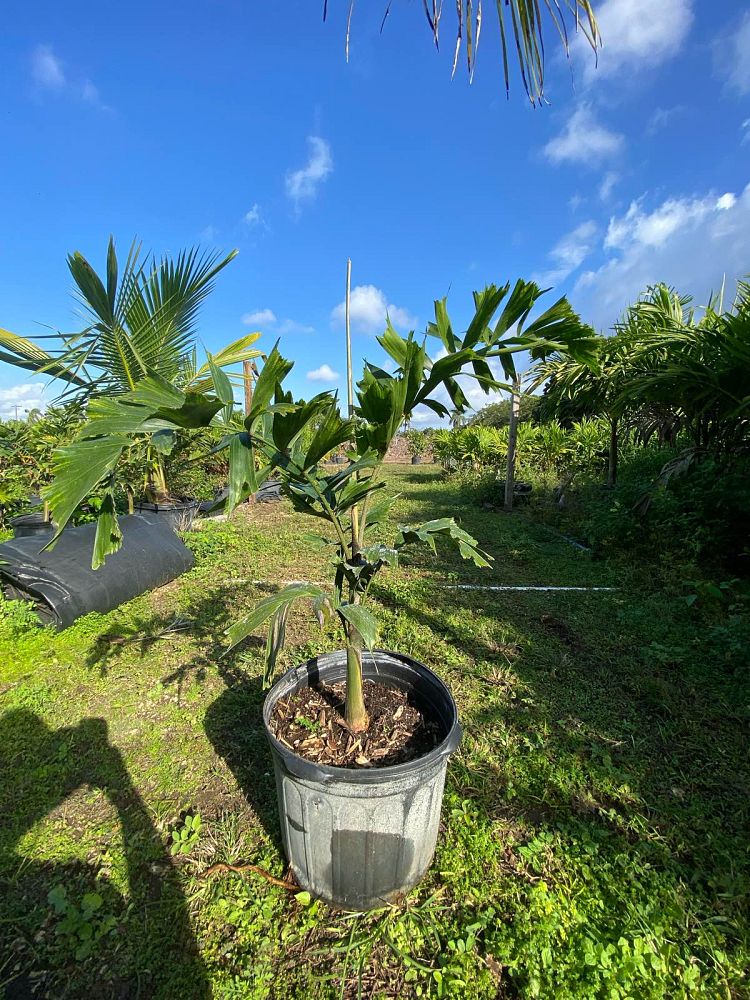 wodyetia-bifurcata-foxtail-palm