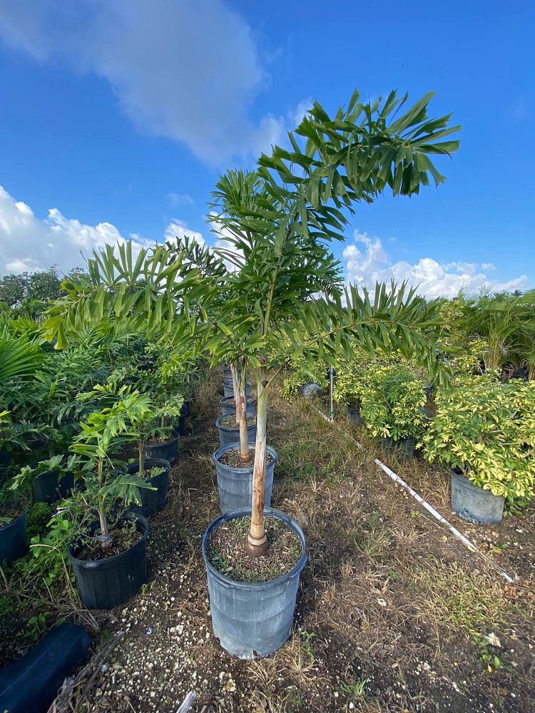 wodyetia-bifurcata-foxtail-palm