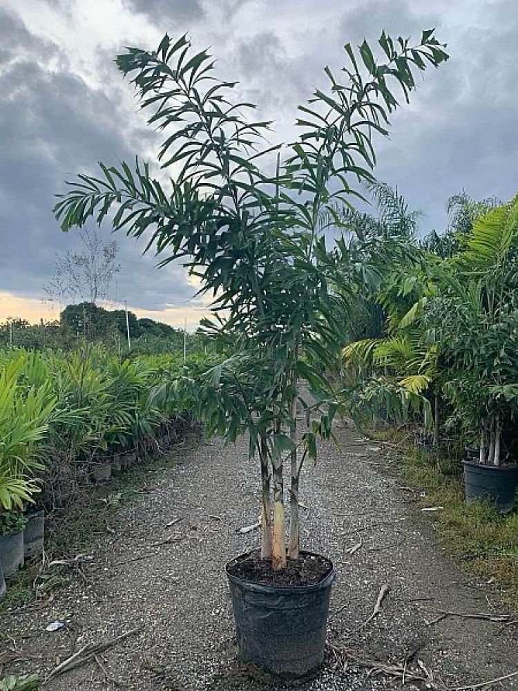 wodyetia-bifurcata-foxtail-palm