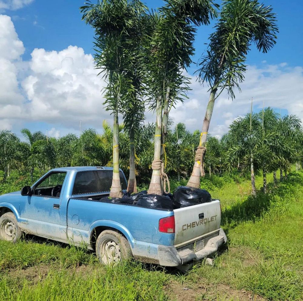 wodyetia-bifurcata-foxtail-palm