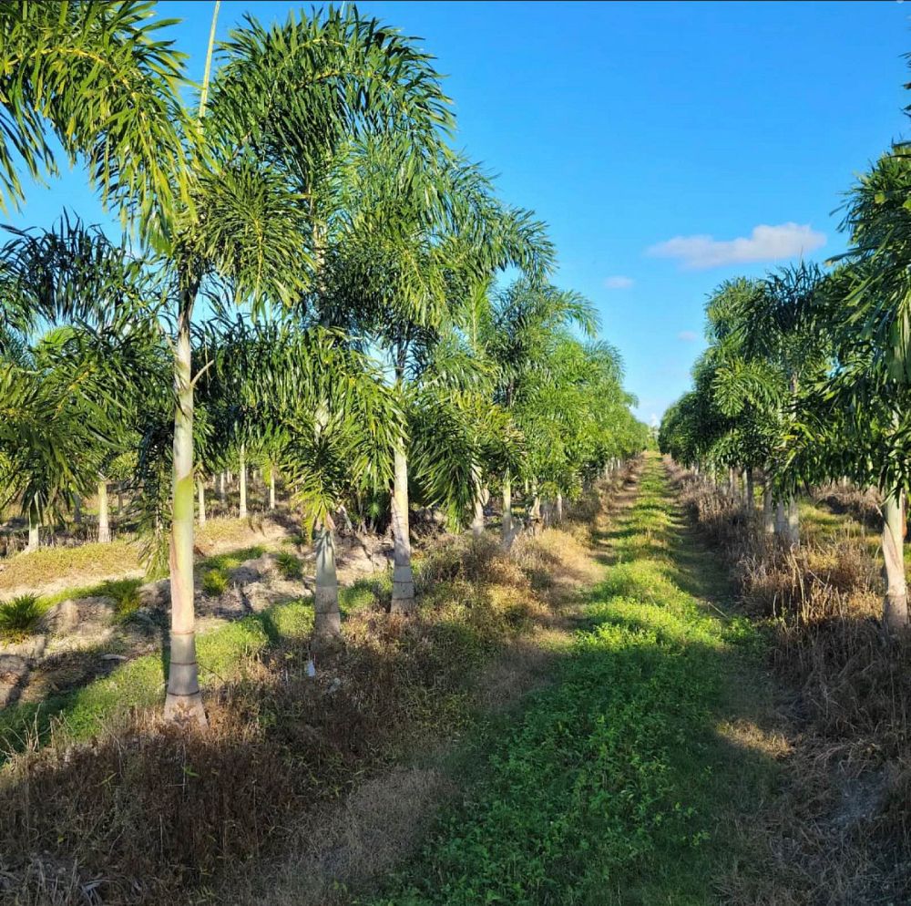 wodyetia-bifurcata-foxtail-palm