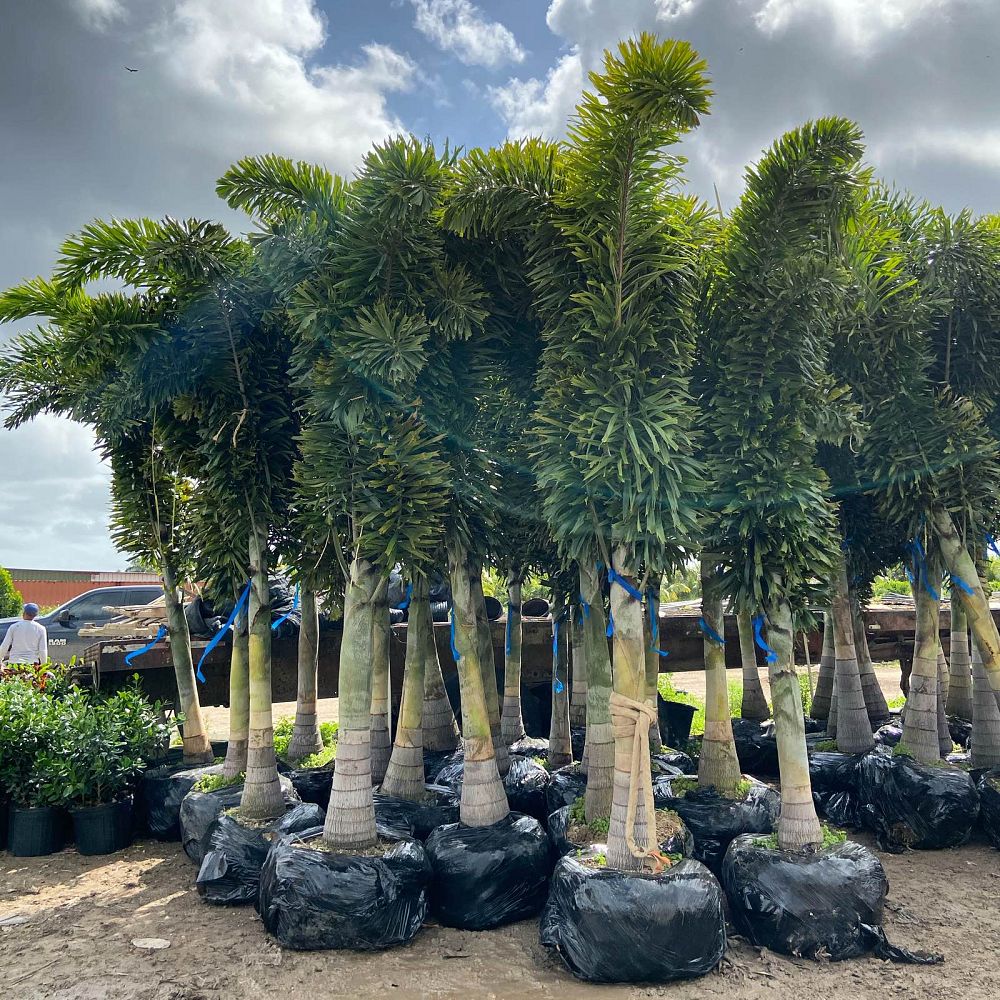wodyetia-bifurcata-foxtail-palm