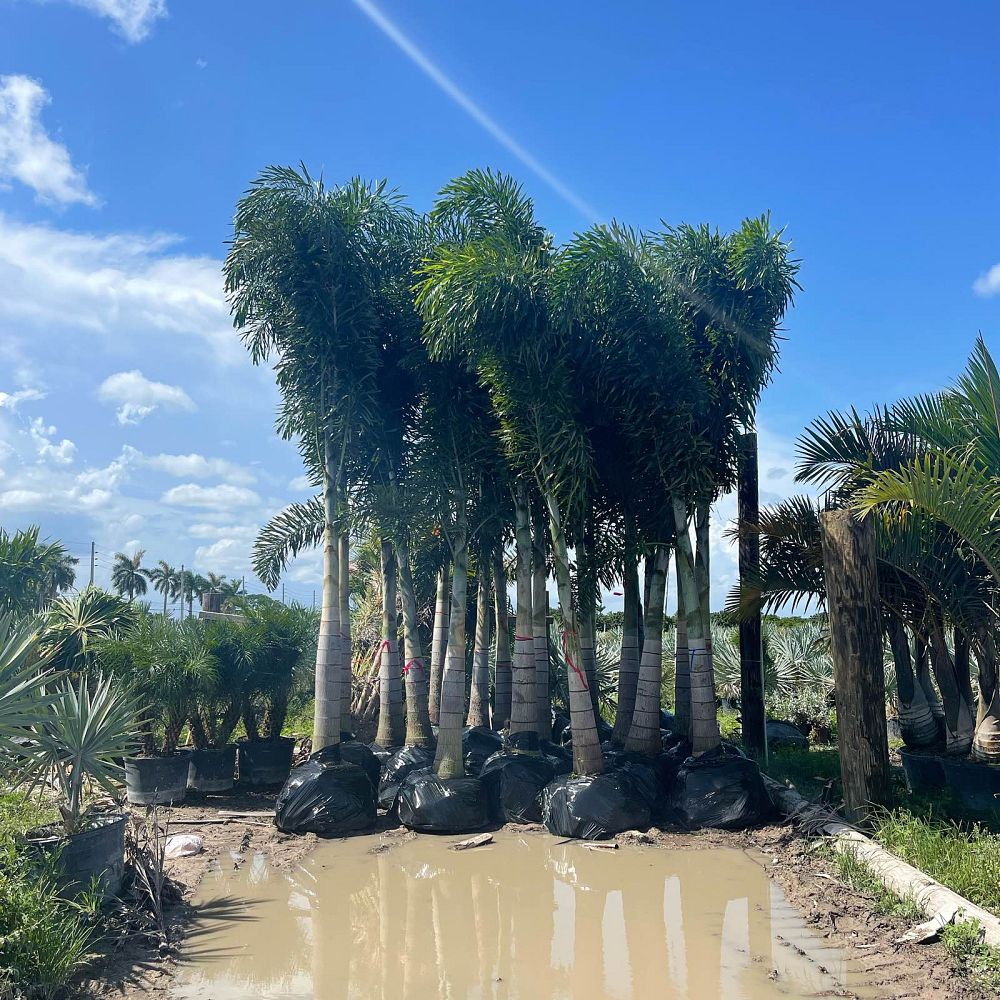 wodyetia-bifurcata-foxtail-palm