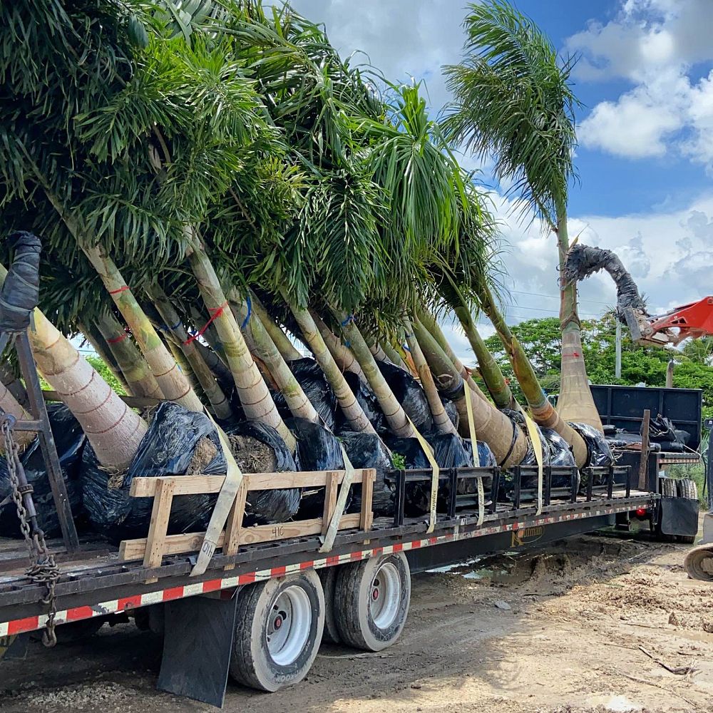 wodyetia-bifurcata-foxtail-palm