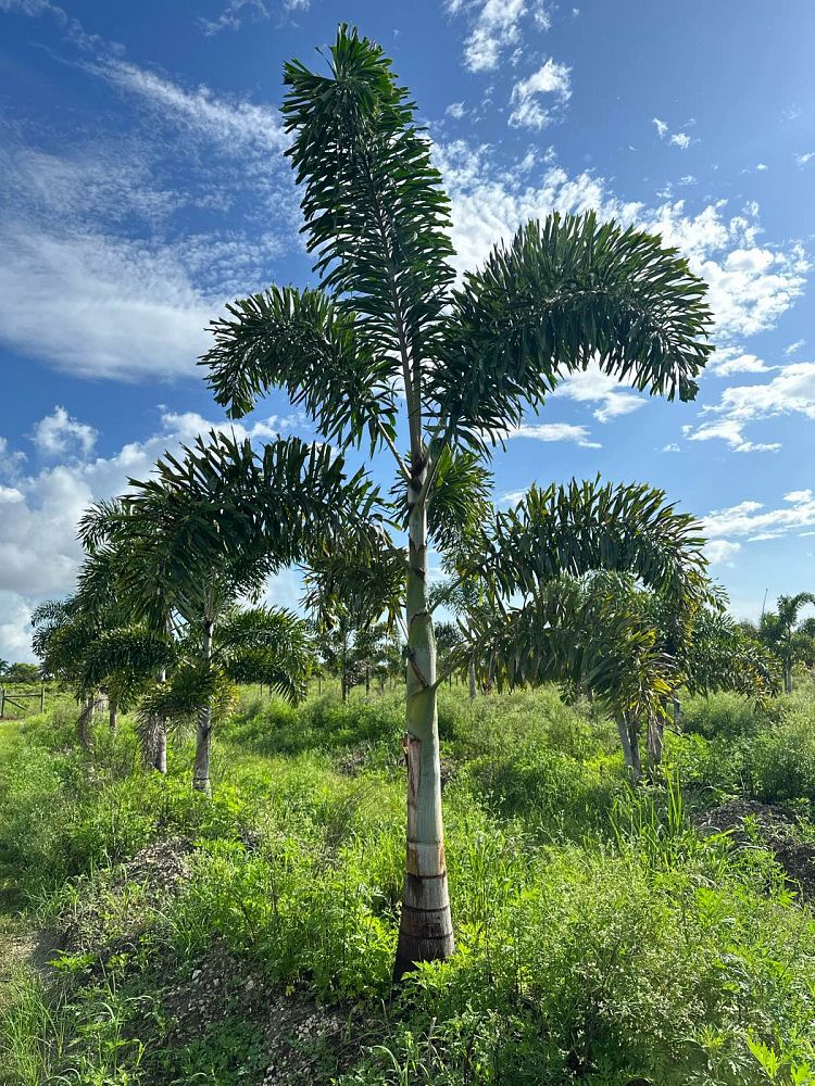 wodyetia-bifurcata-foxtail-palm