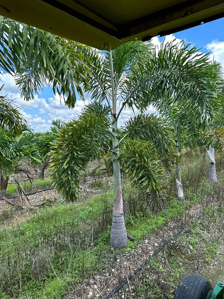 wodyetia-bifurcata-foxtail-palm