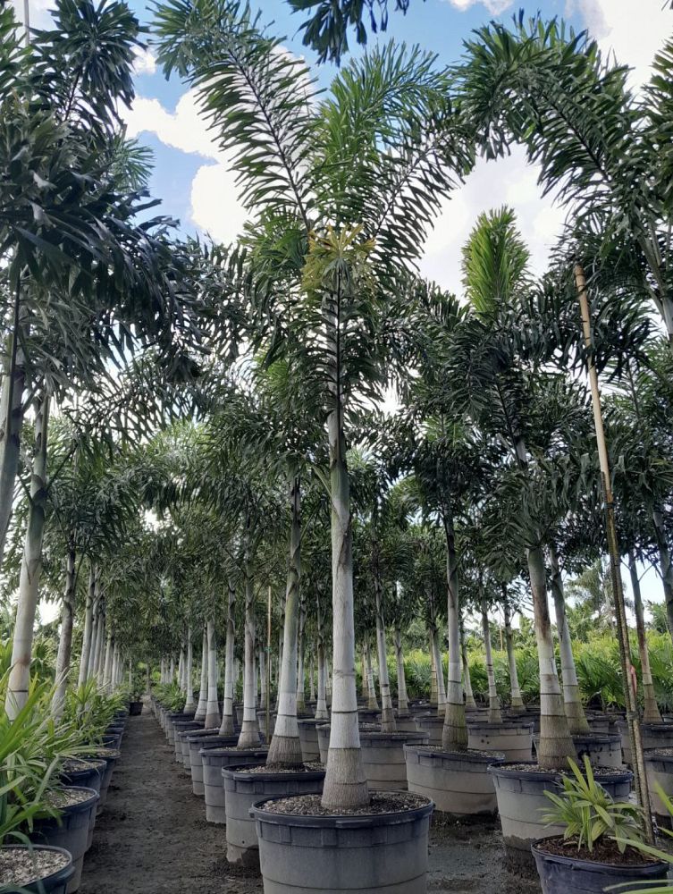 wodyetia-bifurcata-foxtail-palm