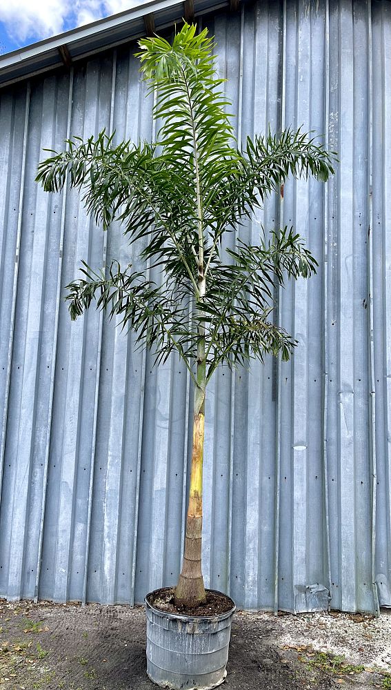 wodyetia-bifurcata-foxtail-palm