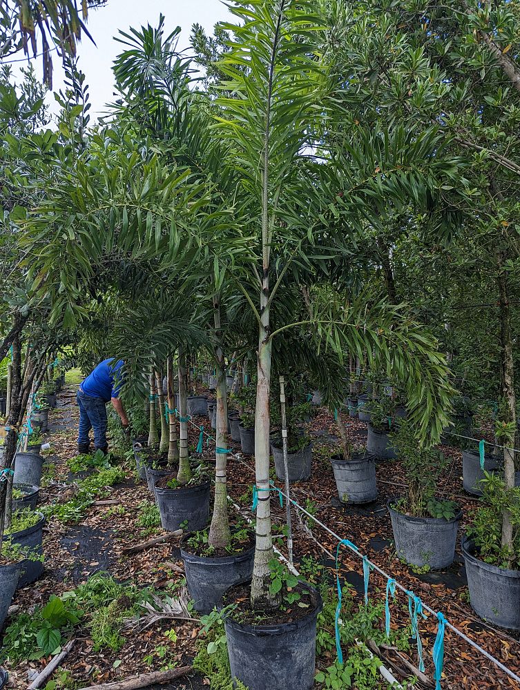 wodyetia-bifurcata-foxtail-palm