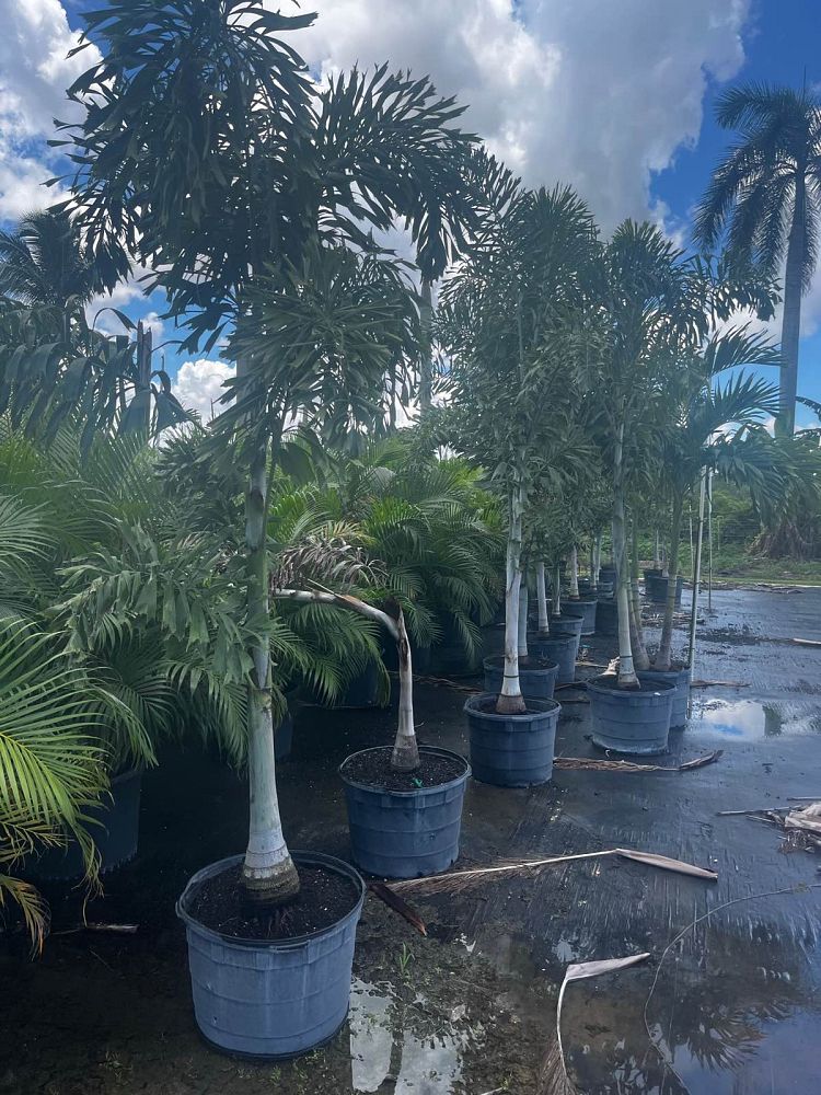 wodyetia-bifurcata-foxtail-palm