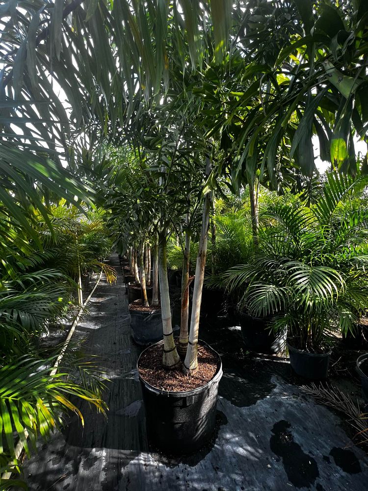 wodyetia-bifurcata-foxtail-palm