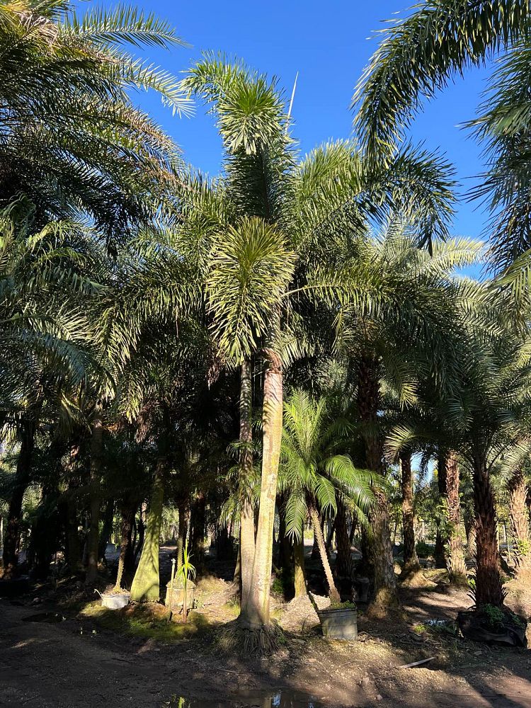 wodyetia-bifurcata-foxtail-palm