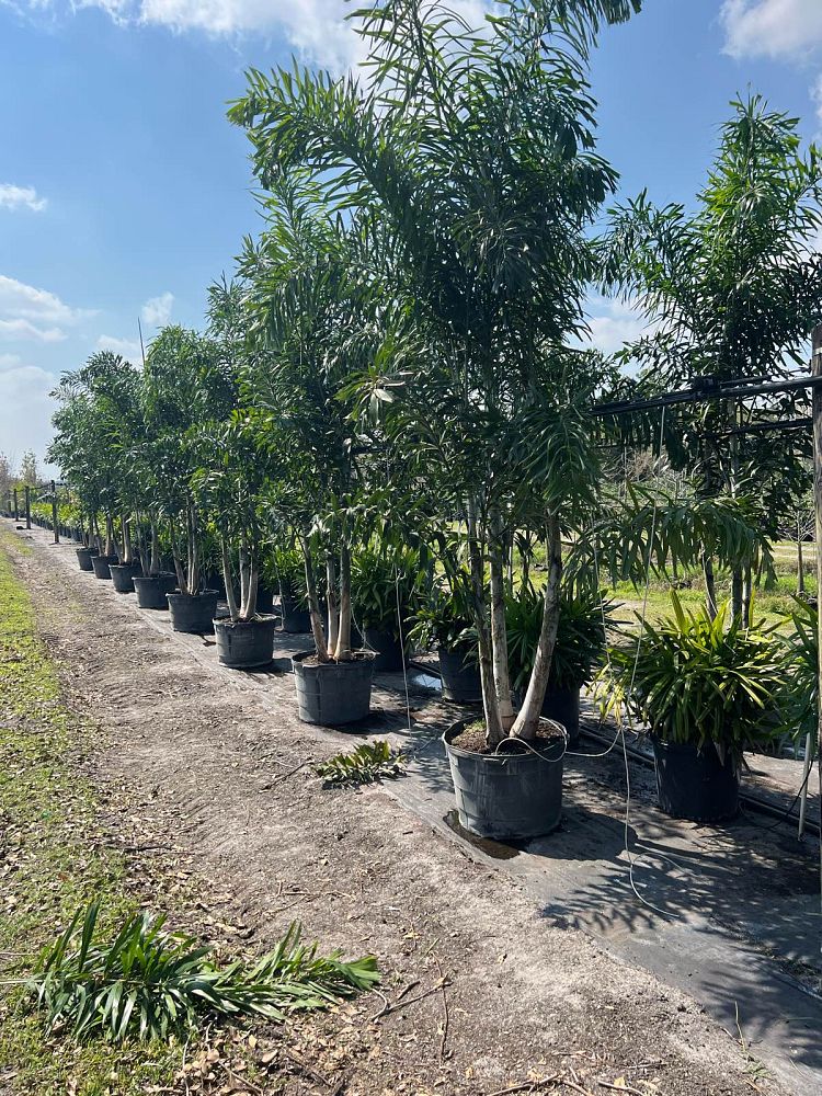 wodyetia-bifurcata-foxtail-palm