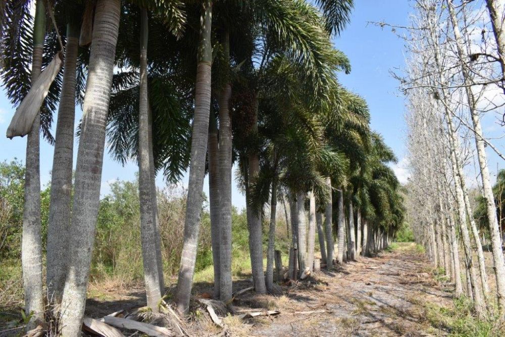 wodyetia-bifurcata-foxtail-palm