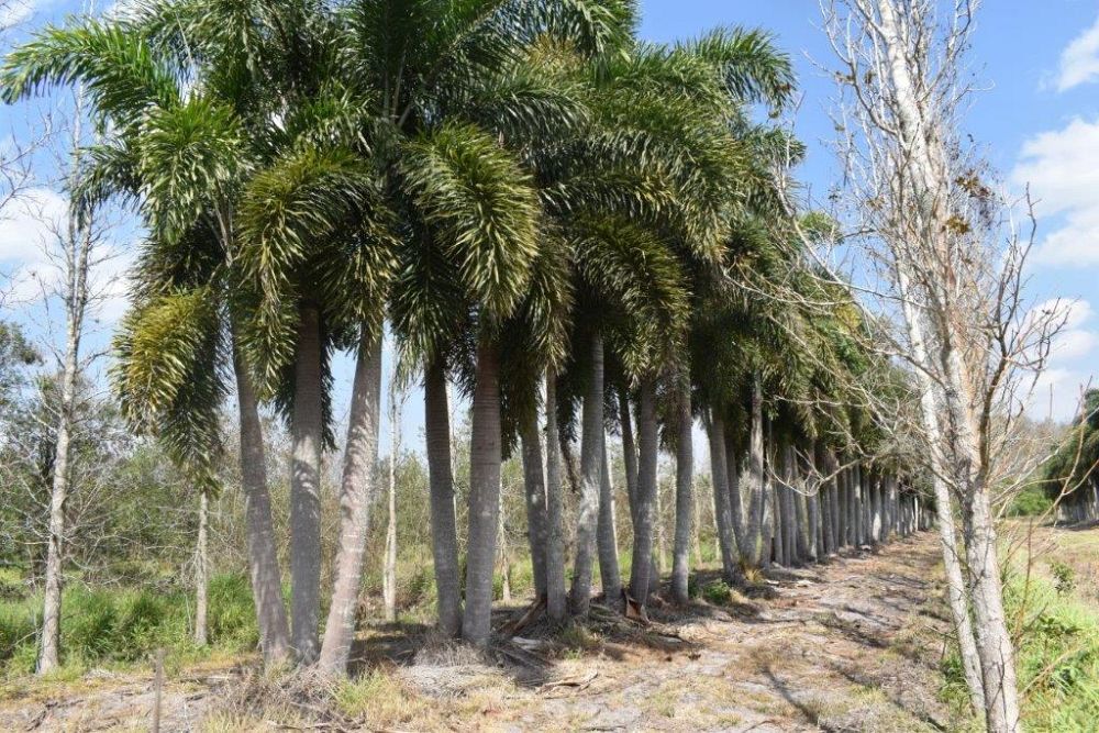 wodyetia-bifurcata-foxtail-palm