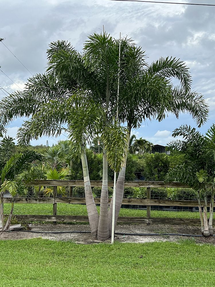 wodyetia-bifurcata-foxtail-palm
