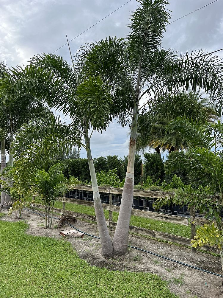 wodyetia-bifurcata-foxtail-palm