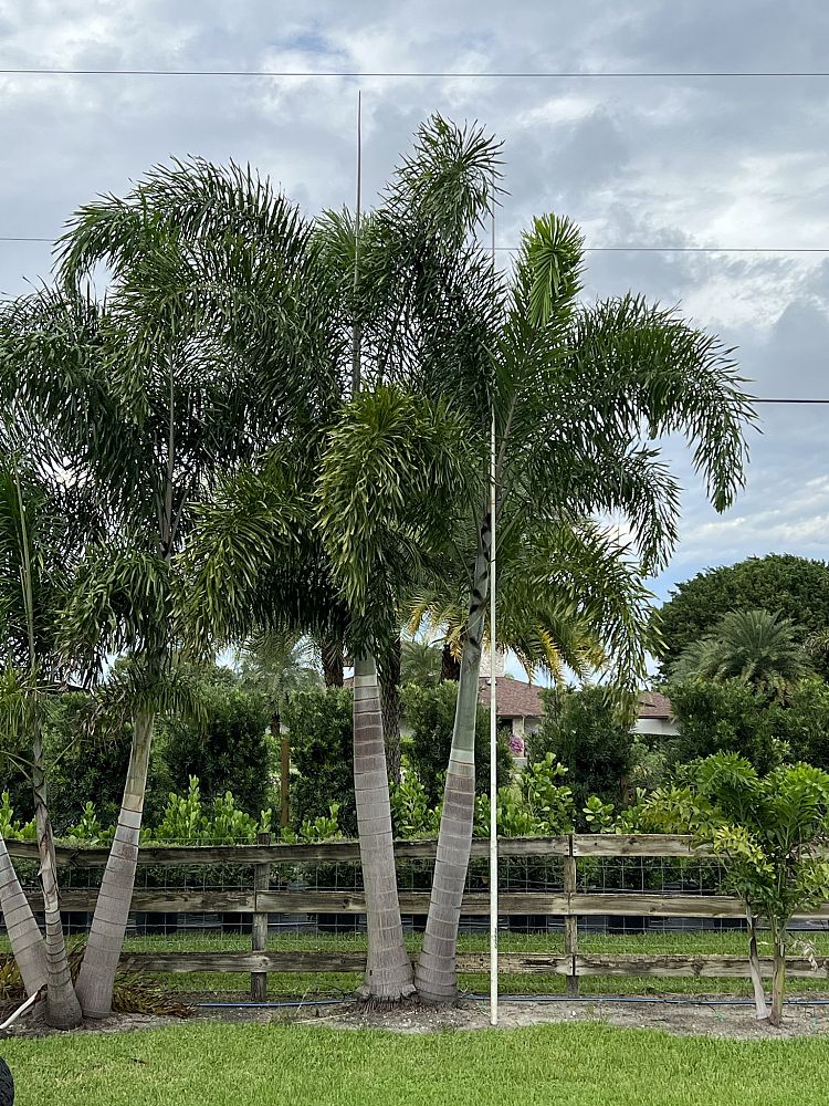wodyetia-bifurcata-foxtail-palm