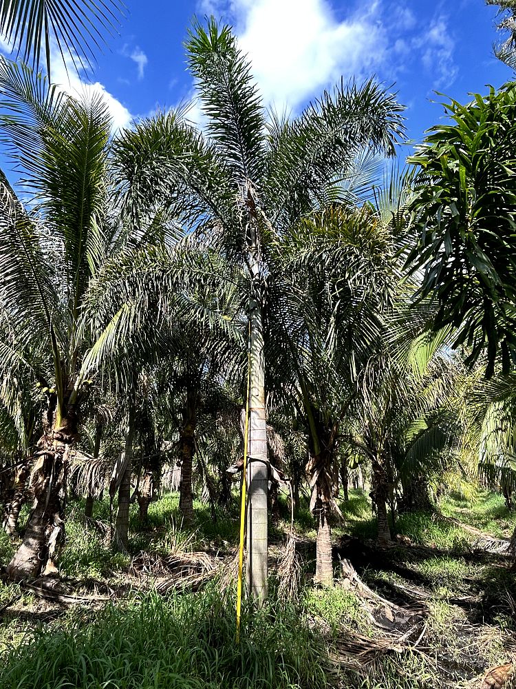 wodyetia-bifurcata-foxtail-palm