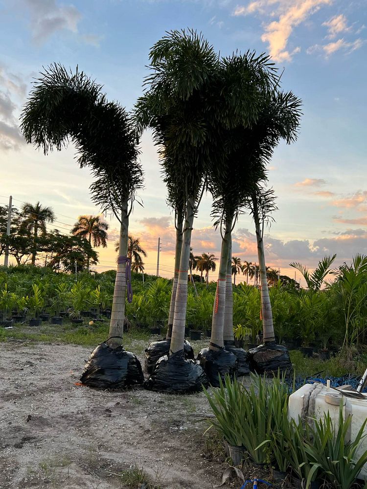 wodyetia-bifurcata-foxtail-palm
