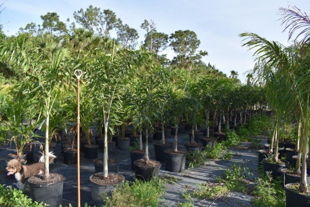wodyetia-bifurcata-foxtail-palm